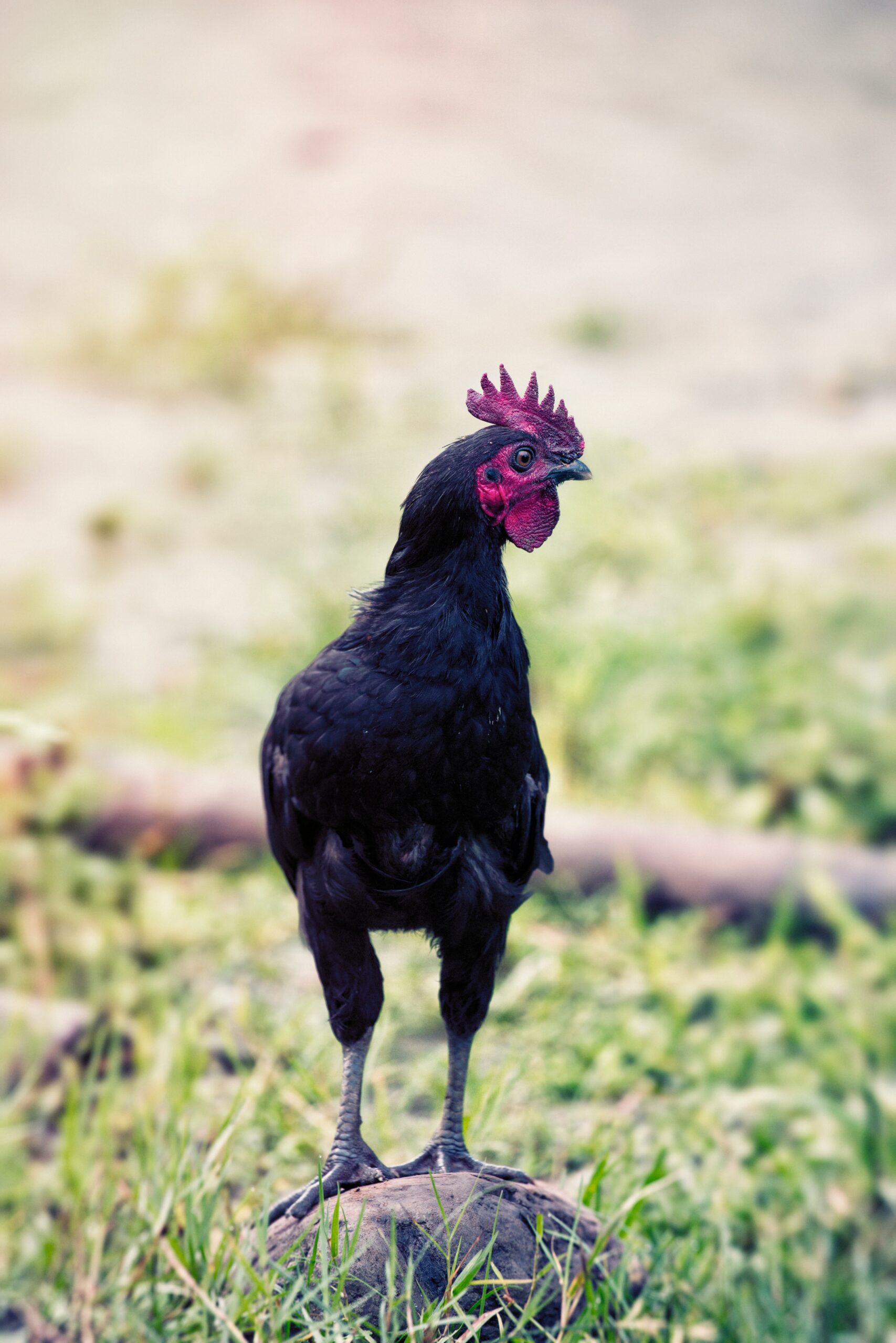 You are currently viewing Delicious Instant Pot Chicken Recipes